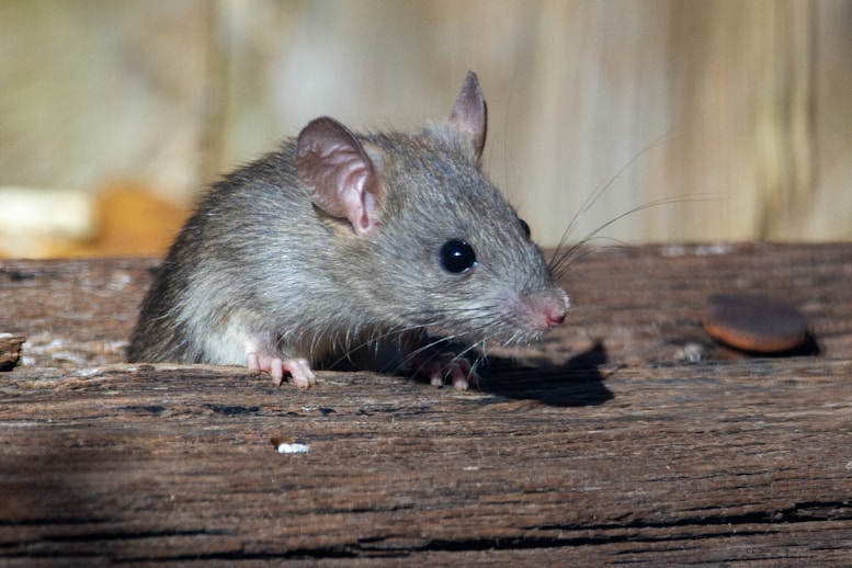 Ratten
