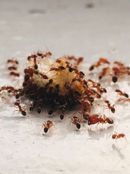 Kruipende insecten